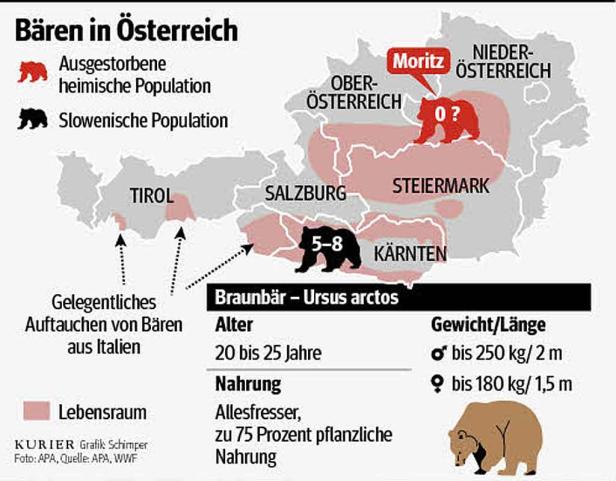 Bär zum zweiten Mal ausgestorben