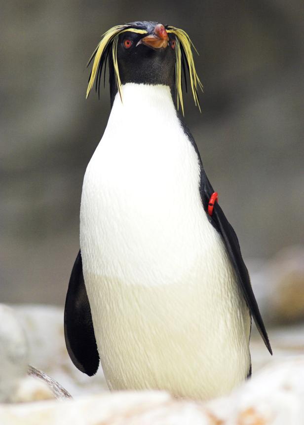 ARCHIVBILD: PENGUIN AWARENESS DAY - TIERGARTEN SCH