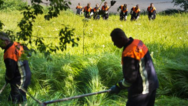 Eine Gruppe von Arbeitern mäht Gras auf einer Wiese.
