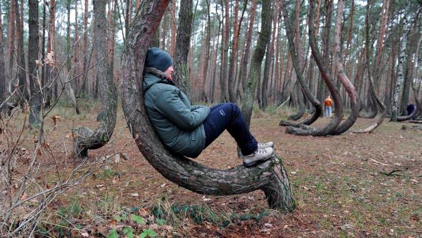 POLAND NATURE CURIOSITIES Das Geheimnis der krummen Kiefern von Gryfino