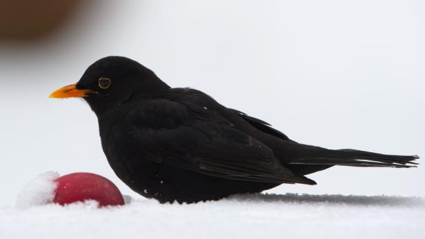 Kohlmeise ist häufigster Gast in Österreichs Gärten