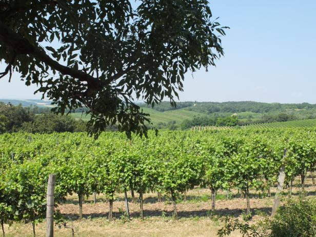 Lukullische Freuden in Carnuntum