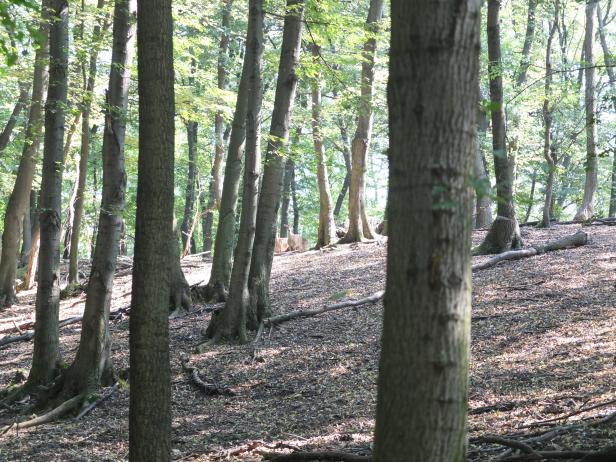 Lukullische Freuden in Carnuntum