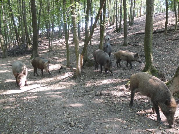 Lukullische Freuden in Carnuntum