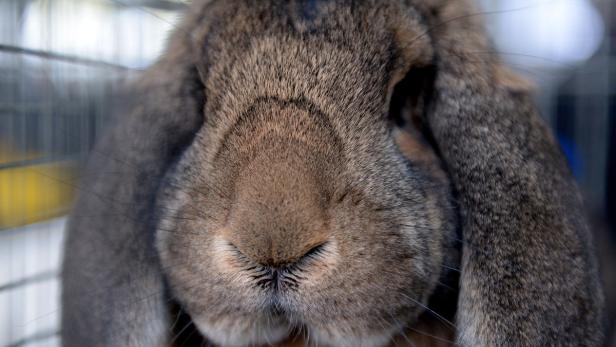 Nahaufnahme vom Gesicht eines braunen Kaninchens.