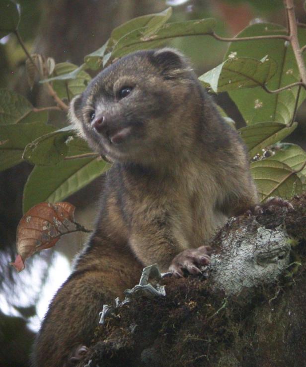 Entdeckung: Olinguito macht Wissenschafter euphorisch