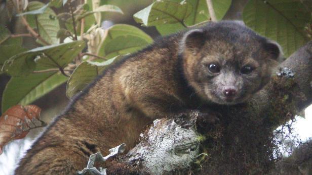 Entdeckung: Olinguito macht Wissenschafter euphorisch