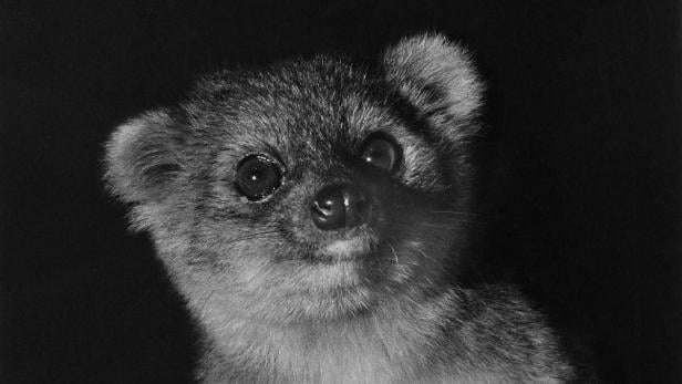 Entdeckung: Olinguito macht Wissenschafter euphorisch