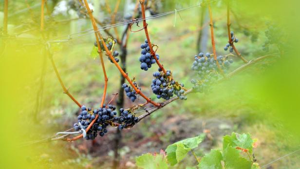 Nahaufnahme von blauen Weintrauben an einem Weinstock.