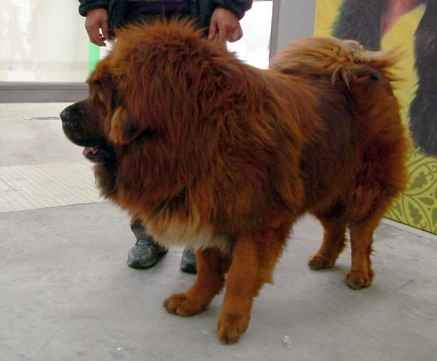 So sieht ein Tibetan Mastiff aus - Symbolbild