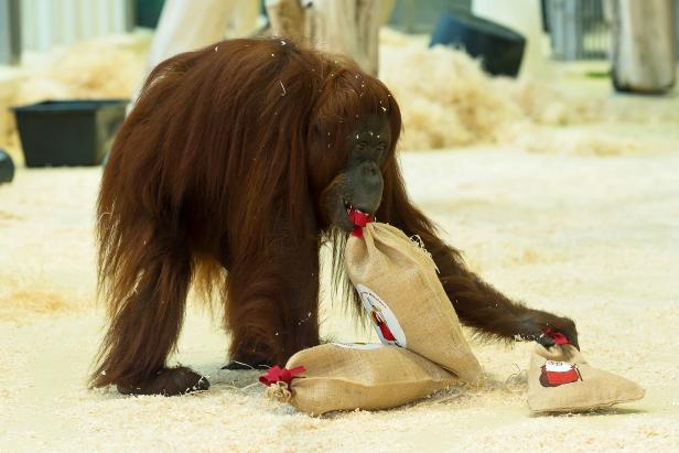 Der Nikolo war im Schönbrunner Zoo