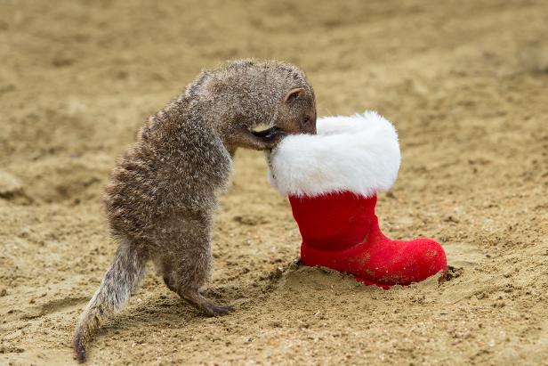 Der Nikolo war im Schönbrunner Zoo