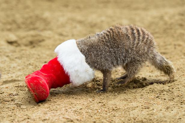 Der Nikolo war im Schönbrunner Zoo