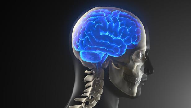 Human Brain Medical Scan…