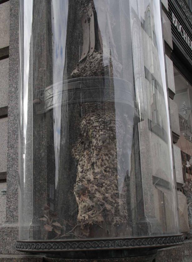 Ein Baumstumpf ist in einem zylindrischen Glasbehälter ausgestellt.