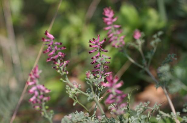 Nahaufnahme von zarten, rosa blühenden Pflanzen im Freien.