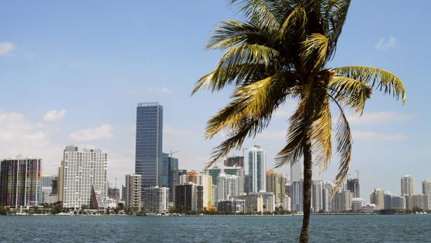 Eine Palme vor der Skyline von Miami, Florida.