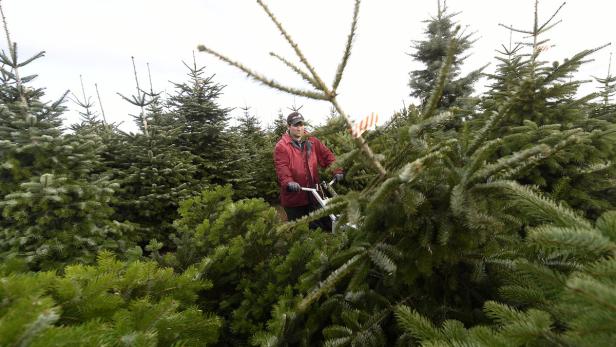 Christbaumverkauf startet am Wochenende