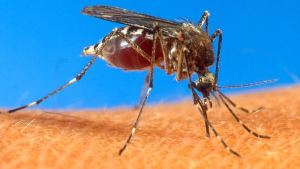 Das West-Nil-Fieber und die in Griechenland vorkommende Form der Malaria tertiana sind unangenehm, aber in der Regel nicht gefährlich.