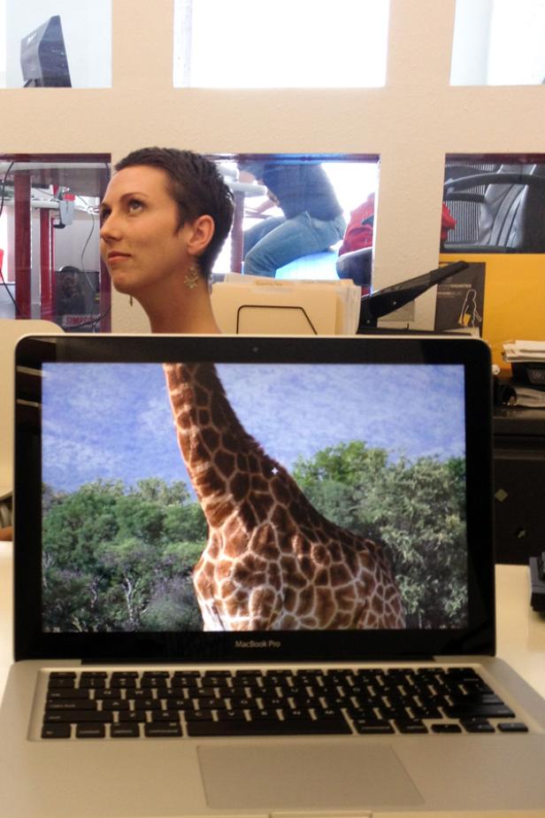 Auf Safari im Büro