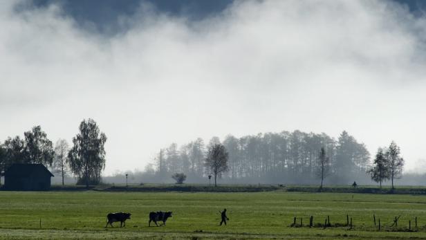 Ein Mann treibt Kühe über eine grüne Wiese im Nebel.