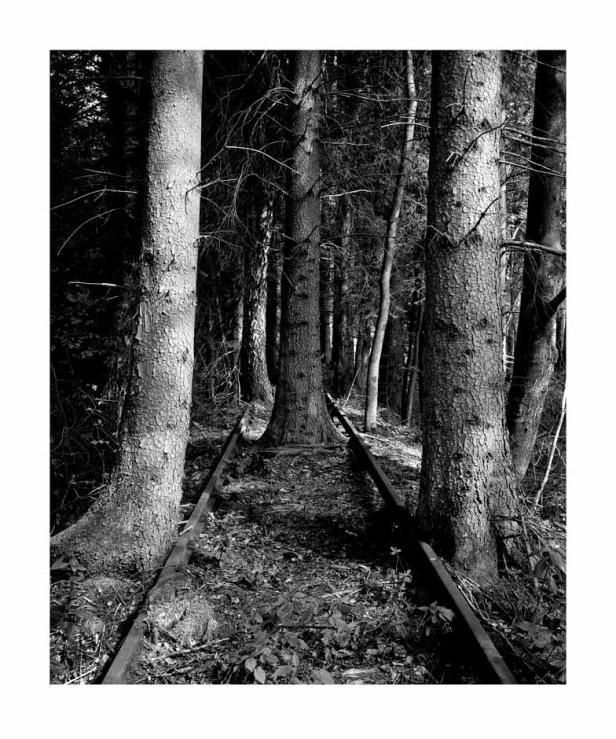 Eine verlassene Eisenbahnstrecke führt durch einen dunklen Wald.