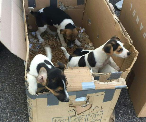 Schmuggel von Hundewelpen im Burgenland aufgedeckt
