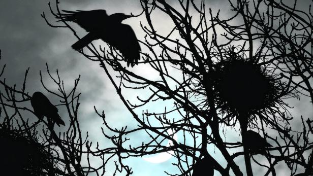 Mehrere Raben sitzen in den Ästen eines Baumes mit Nestern vor einem hellen Himmel.