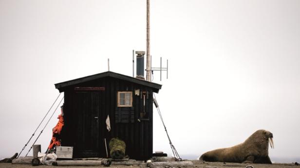 Bilder aus der Polarwelt