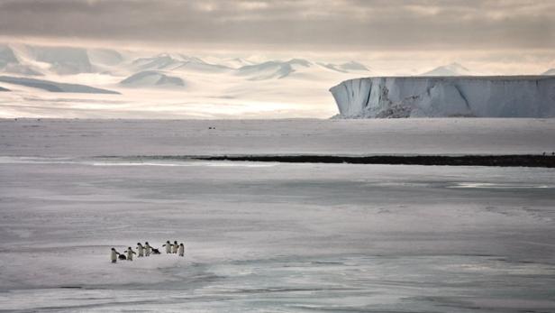 Bilder aus der Polarwelt