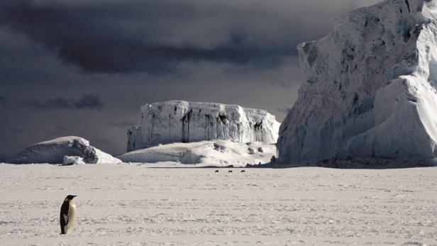 Bilder aus der Polarwelt