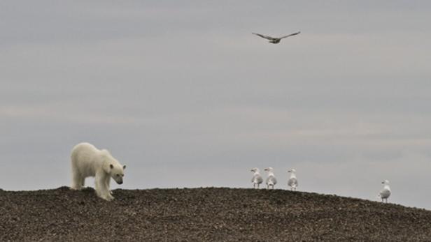 Bilder aus der Polarwelt