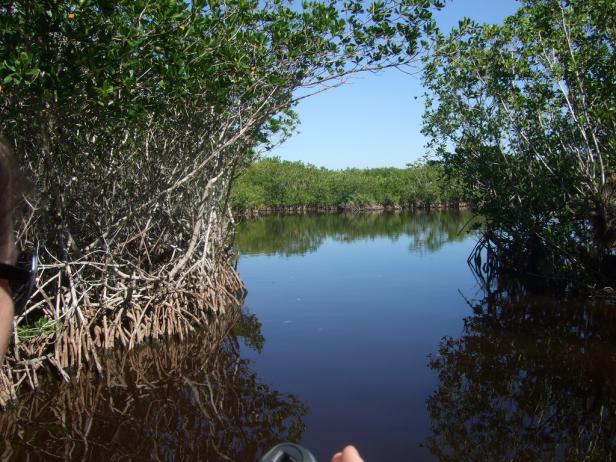 Mangroven säumen einen ruhigen Wasserweg an einem sonnigen Tag.