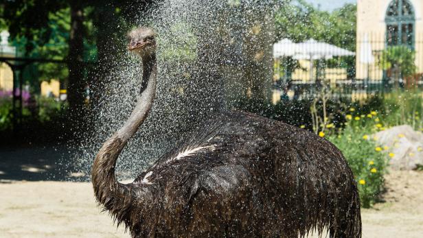Auch Tiere im Zoo lieben kühle Duschen