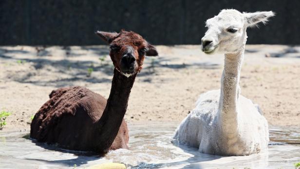 Auch Tiere im Zoo lieben kühle Duschen
