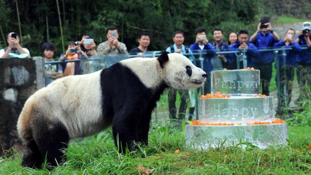 Ältester männlicher Panda der Welt ist tot