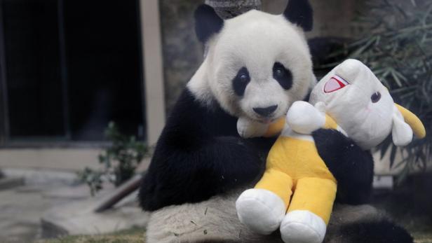 Ältester männlicher Panda der Welt ist tot