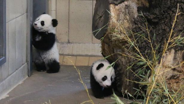 Schönbrunn: Panda-Zwillinge zeigen sich erstmals den Besuchern