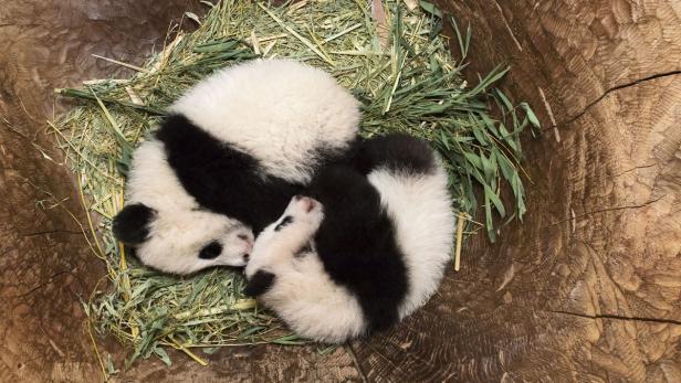 Schönbrunn: Zoobesucher stehen für Blick auf Pandababys Schlange