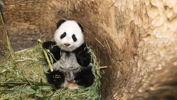 Schönbrunn: Zoobesucher stehen für Blick auf Pandababys Schlange