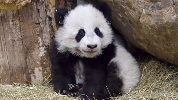 Kleine Pandas erkunden die Welt
