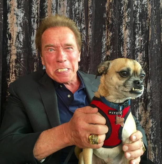 Schwarzenegger… Schwarzenegger zeigt die Zähne