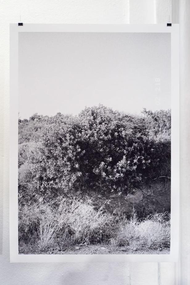 Eine Schwarz-Weiß-Fotografie einer Hügellandschaft mit Büschen und Gras.