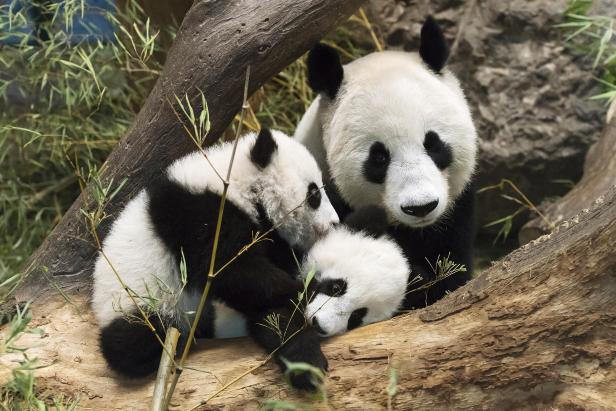 Panda-Zwillinge sind fünf Monate alt