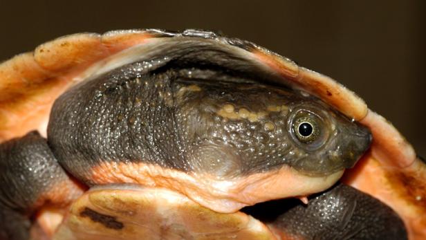Nahaufnahme einer Spitzkopfschildkröte.