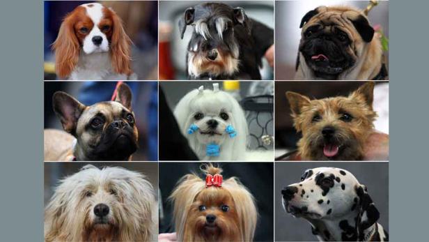 hunde hunde