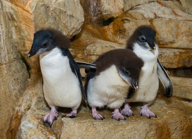 Pinguin-Nachwuchs in Schönbrunn