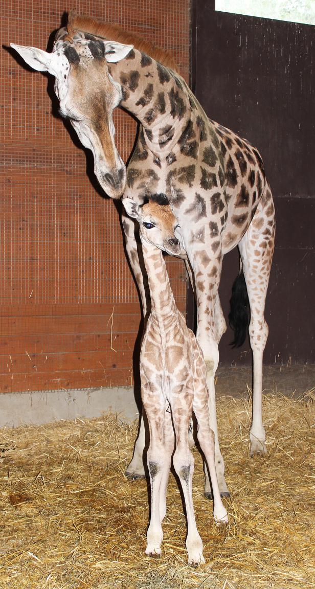 Giraffen-Nachwuchs im Zoo Schmiding