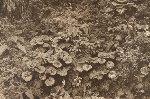 Ein Mann steht inmitten üppiger Vegetation mit großen Blättern und Farnen.