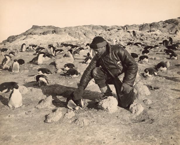 Ein Mann kniet inmitten einer Kolonie von Adeliepinguinen in der Antarktis.